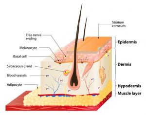 diagram of the skin